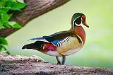 Wood Duck On The Edge_53563